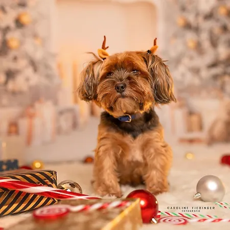 Haus Am Fischteich Daire *