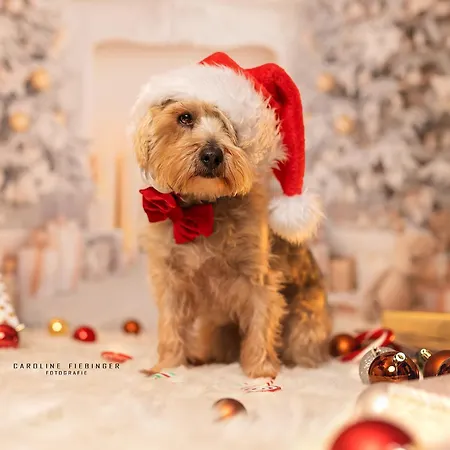 Daire Haus Am Fischteich Feistritz ob Bleiburg