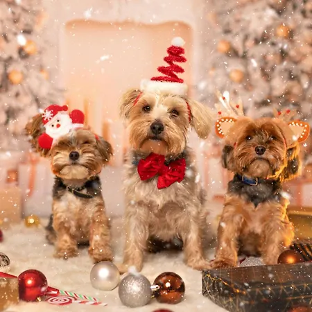 Haus Am Fischteich Daire Feistritz ob Bleiburg