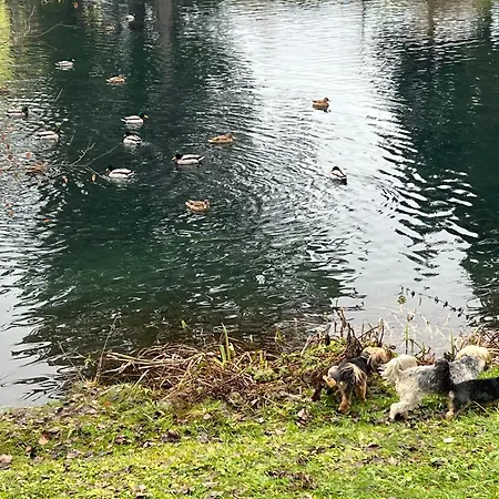 Daire Haus Am Fischteich Feistritz ob Bleiburg