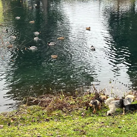 アパート Haus Am Fischteich Feistritz ob Bleiburg