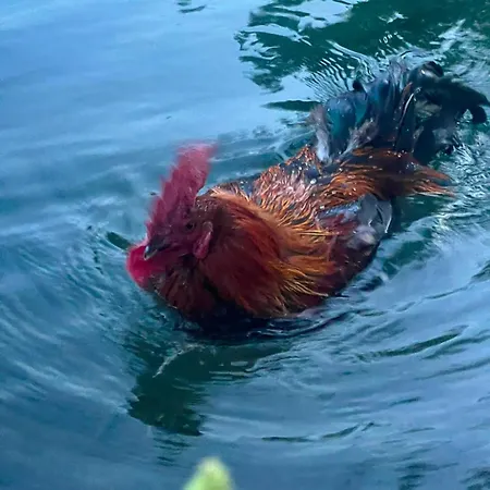 Haus Am Fischteich Daire