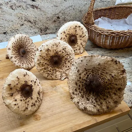 Apartament Haus Am Fischteich Feistritz ob Bleiburg