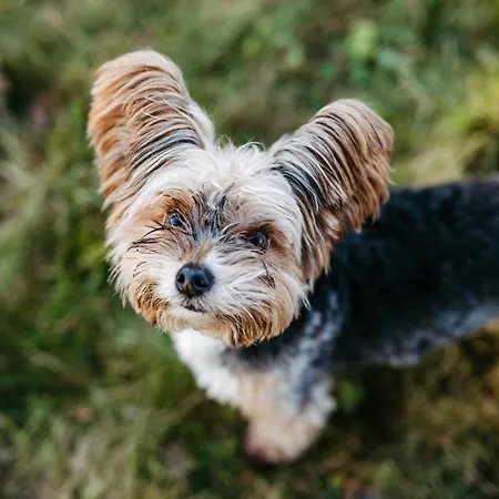 Apartament Haus Am Fischteich Feistritz ob Bleiburg