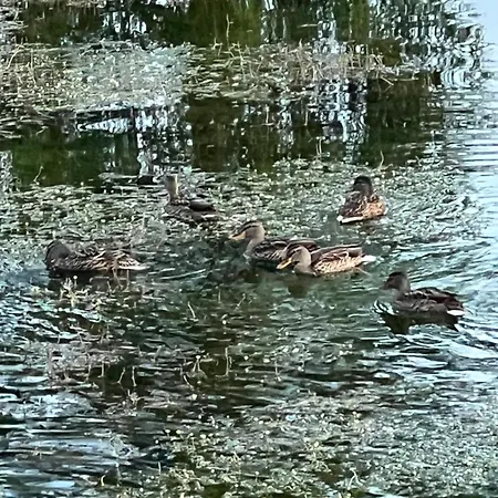 Apartment Haus Am Fischteich Feistritz ob Bleiburg