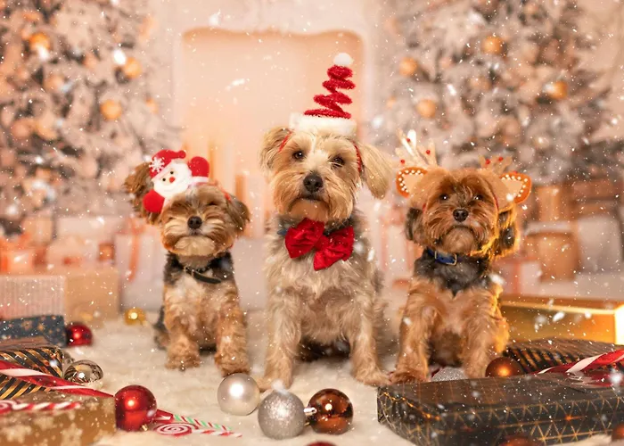 Haus Am Fischteich Apartment Feistritz ob Bleiburg