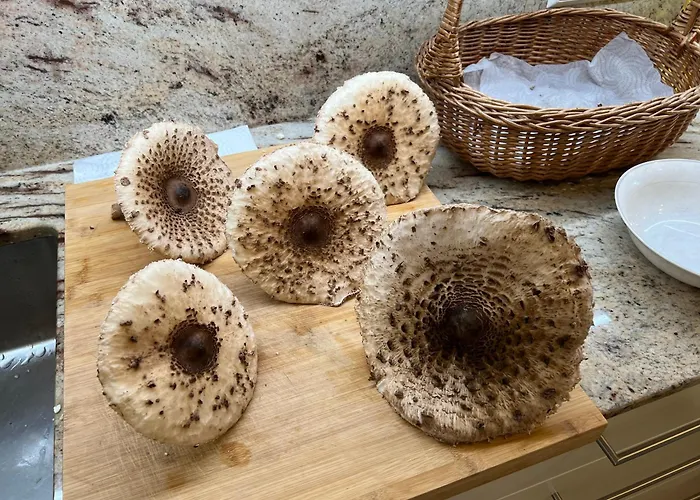 Apartment Haus Am Fischteich Feistritz ob Bleiburg