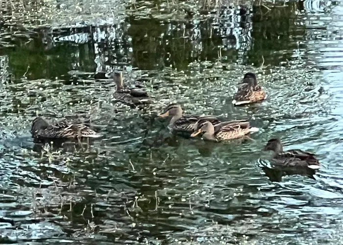 Apartment Haus Am Fischteich Feistritz ob Bleiburg
